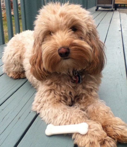 razzle dazzle dog razzle dazzle dog