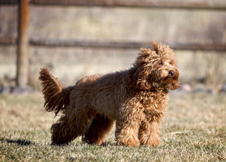konkurs princip samfund What is an Australian Labradoodle | Puppies For Sale in Colorado