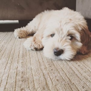 couscous Comorama Daddy Cobberdog Puppies for Sale | Australian Labradoodle Difference