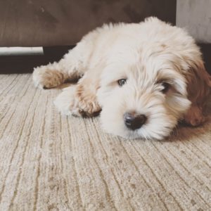 Cobberdog Puppies for Sale | Labradoodle