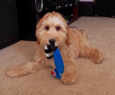 Puppy with Sock