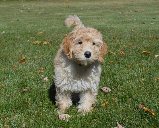 miniature cobberdog