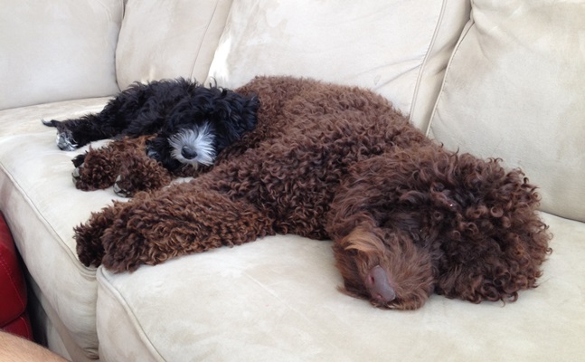 Couch Puppies