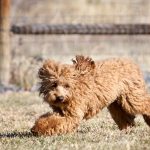 Lucy Running