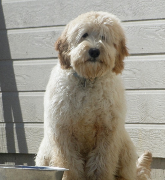 Simba on porch