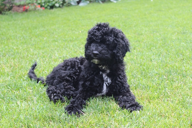 Testimonials Caroline Wilten Otis Black Curly dog