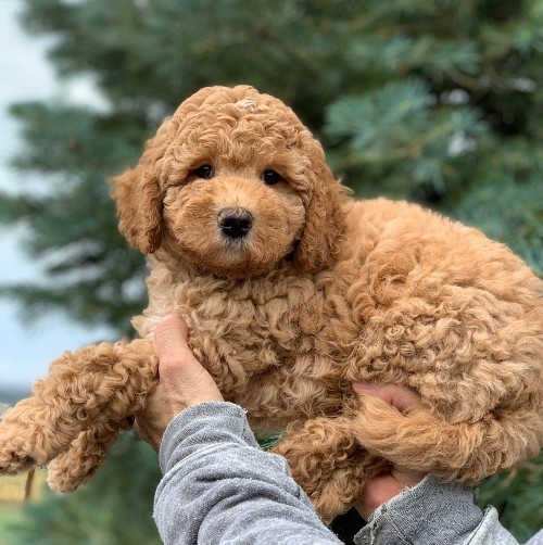 How to Groom an Australian Cobberdog