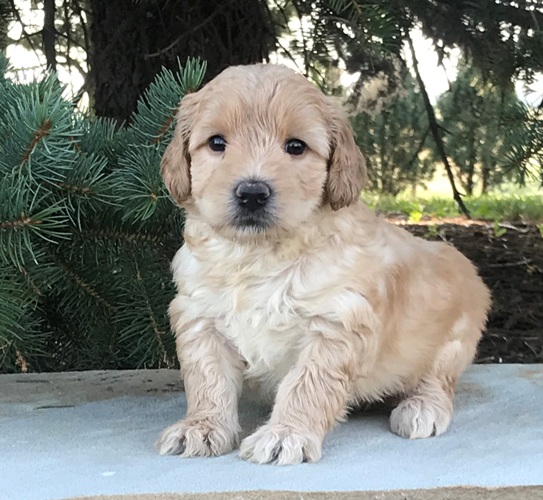 Creating a Safe and Stimulating Environment for Your Australian Labradoodle and Australian Cobberdog